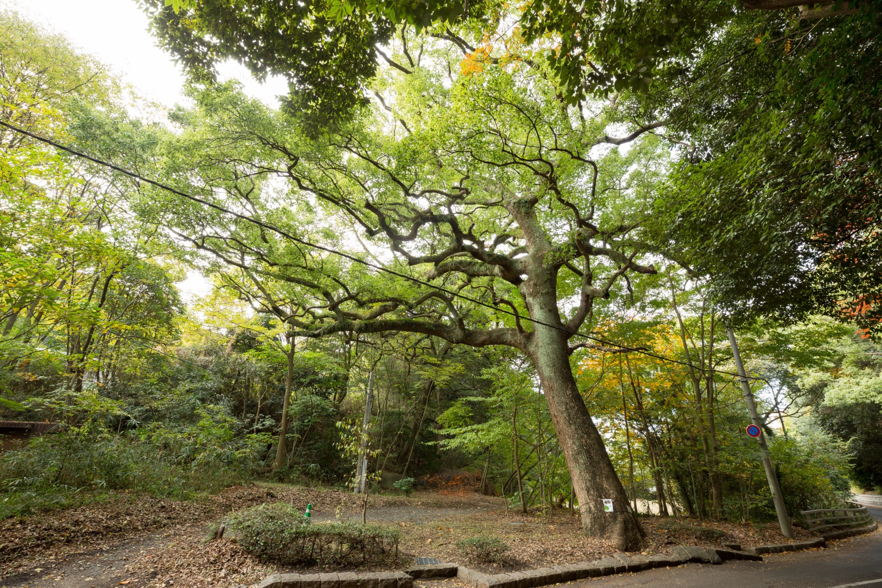 クスノキ(南区比治山公園)(被爆樹木)