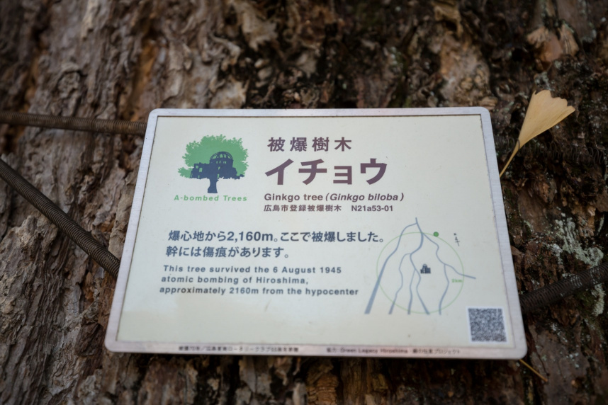 Hiroshima A-Bomb: Ginkgo Trees That Survived the Blast Still Grow