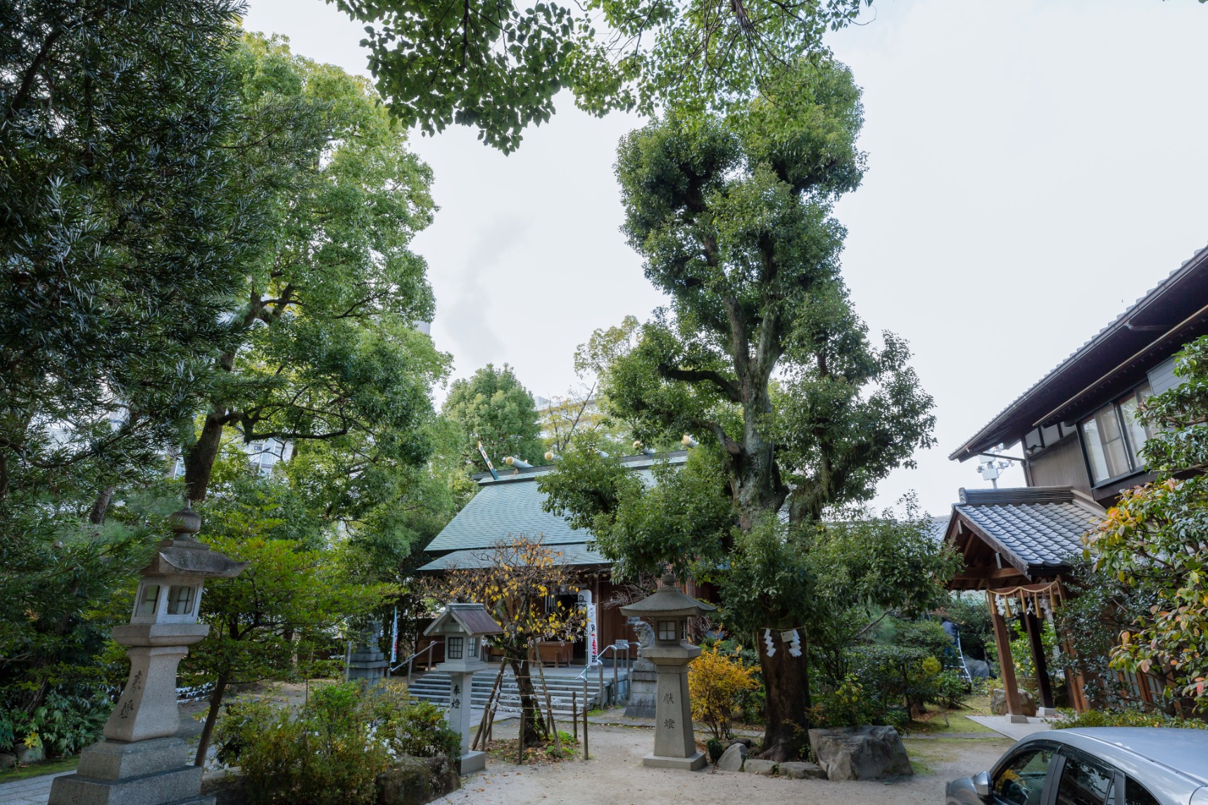 クスノキ(三篠神社境内)(被爆樹木)