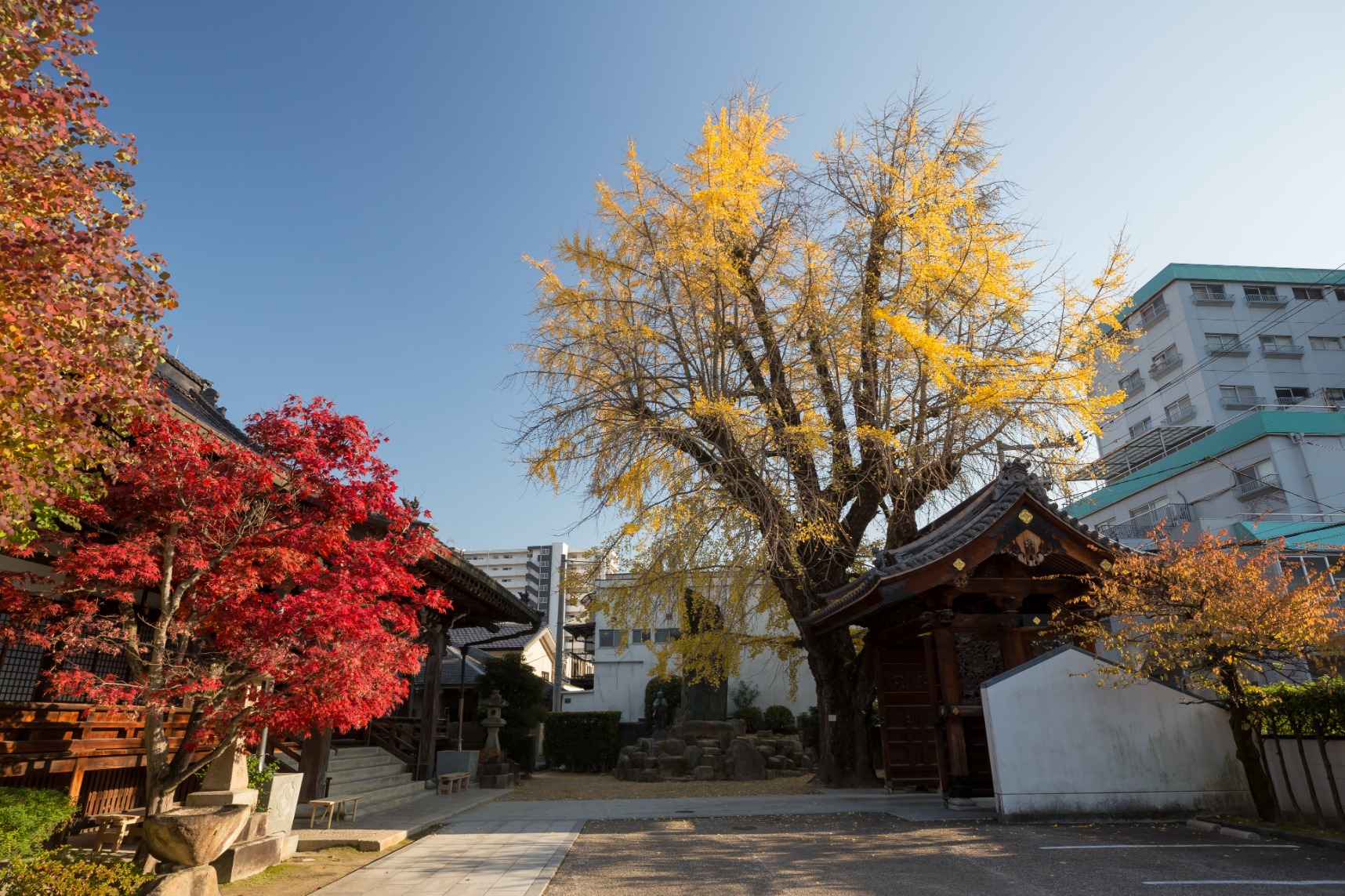 イチョウ(安楽寺)(被爆樹木) | スポット | 広島ピースツーリズム