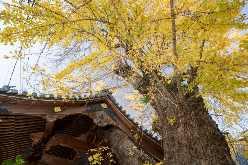 Hiroshima A-Bomb: Ginkgo Trees That Survived the Blast Still Grow