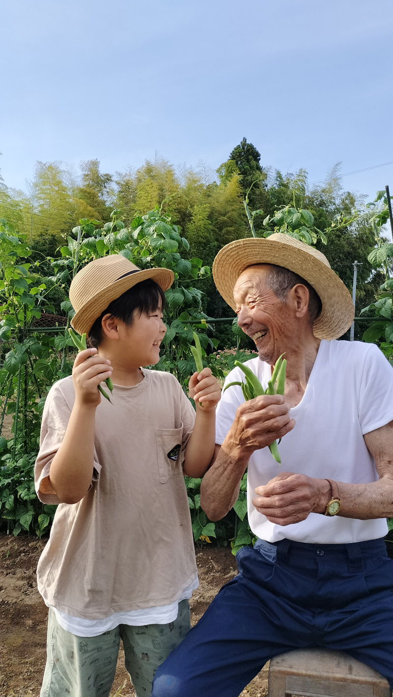 野菜の収穫