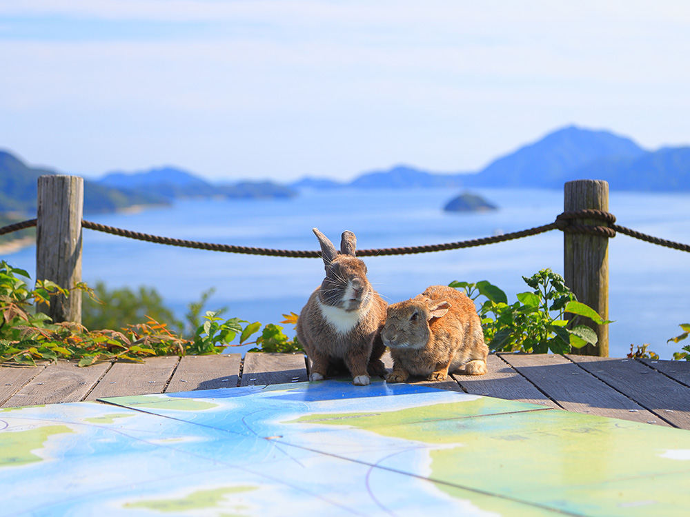 大久野島テッペンのうさぎ