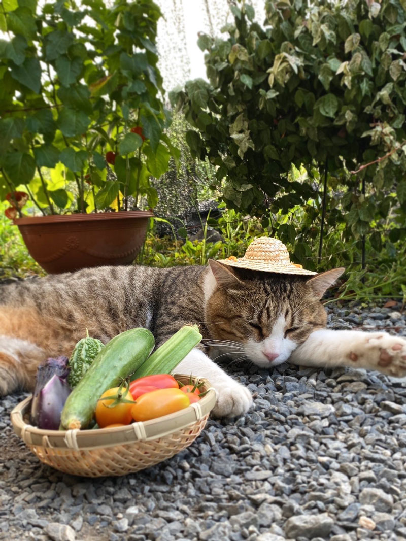 夏野菜の収穫お手伝い